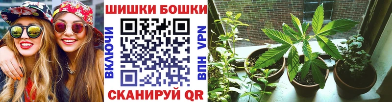 Бошки Шишки план  Купить где  Покачи 